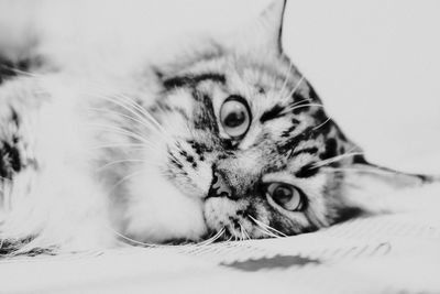 Close-up portrait of a cat