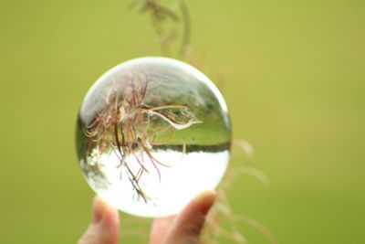 Close-up of human hand holding leaf