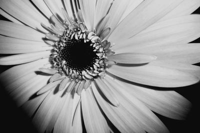 Close-up of white flower
