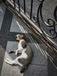 High angle view of cat sitting on staircase