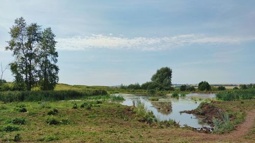 Marshland in a field among greenery of grass and trees against a blue sky