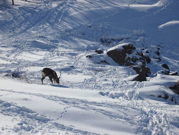Deer on snow covered landscape