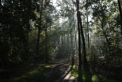 Trees growing in forest