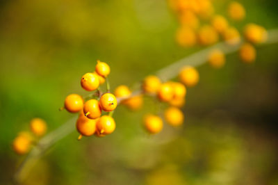 Close-up of red berries growing on tree