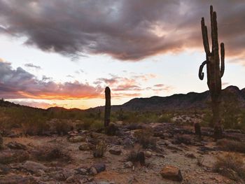 Cactus on field against cloudy sky