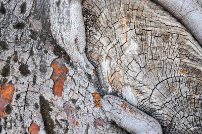 Close-up of bare tree