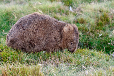 Close-up of bear on grassy field