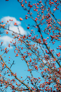 Low angle view of flowering plant against blue sky