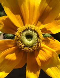 Close-up of sunflower