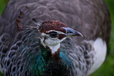 Close-up of peacock in zoo