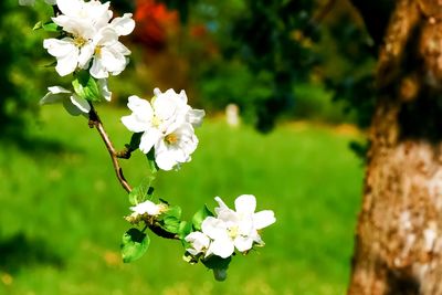 Close-up of cherry blossoms