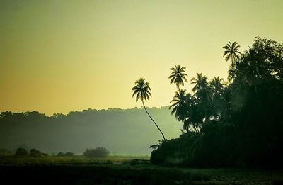 Scenic view of palm trees against clear sky