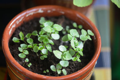 Close-up of potted plant