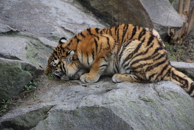 Cat resting on rock