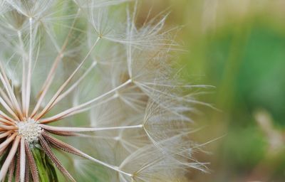 Close up of dandelion seeds