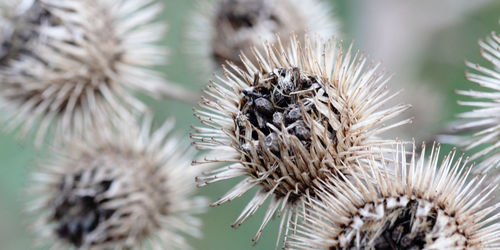 Close-up of pine cone on plant