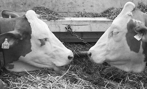 View of cows on field