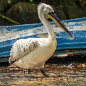 Close-up of pelican