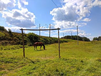 Horse grazing in field