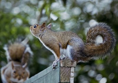 Close-up of squirrel family on fence in front of tree