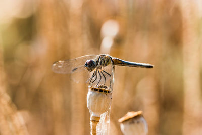 Close-up of dragonfly