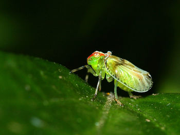 Macro shot of insect on leaf