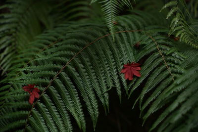 Close-up of fern leaves