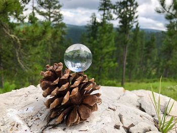 Close-up of rock on tree trunk