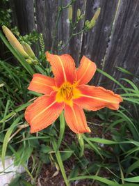 Close-up of orange day lily blooming outdoors