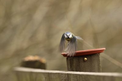 Close-up of bluetit flying over wooden post