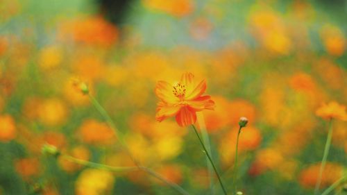 Close-up of yellow flower