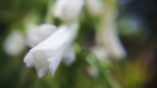 Close-up of white flowers blooming outdoors