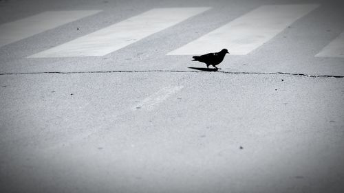 Bird perching on road