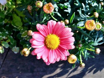 Close-up of pink flowering plants