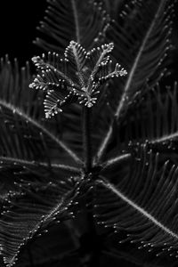 Close-up of wet plant