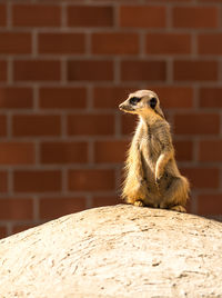 Meerkat on a wall