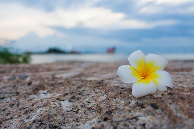 Close-up of white flower growing on land