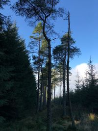 Low angle view of trees in forest against sky