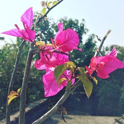 Close-up of pink bougainvillea blooming against sky