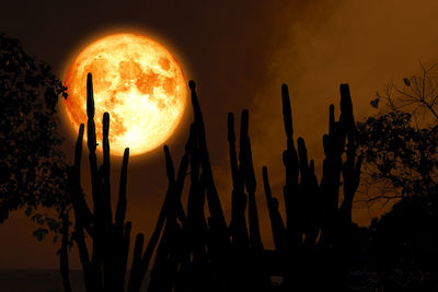 Low angle view of silhouette cactus against sky at sunset