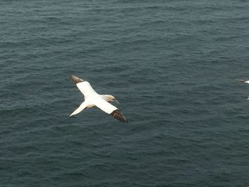 Seagull flying over lake