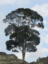 Low angle view of tree against sky