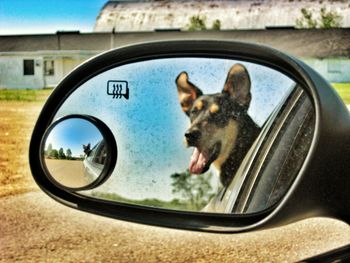 Dog looking through car window