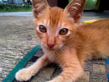 Close-up portrait of cat