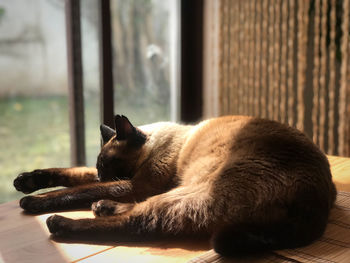 Siamese cat sleeping on the table in the sun and shadow
