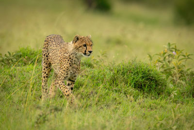 Cheetah cub walking through grass looking right