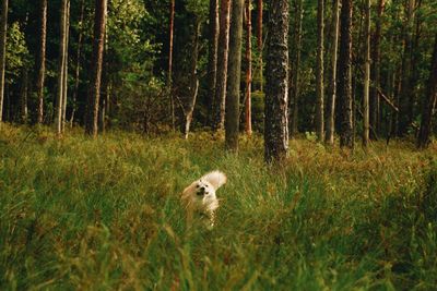Sheep in a forest