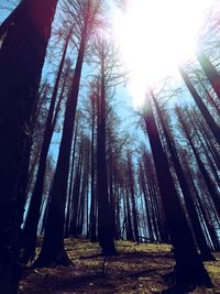 Sun shining through trees