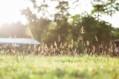 Surface level of land on sunny day