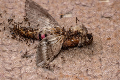 High angle view of insect on land